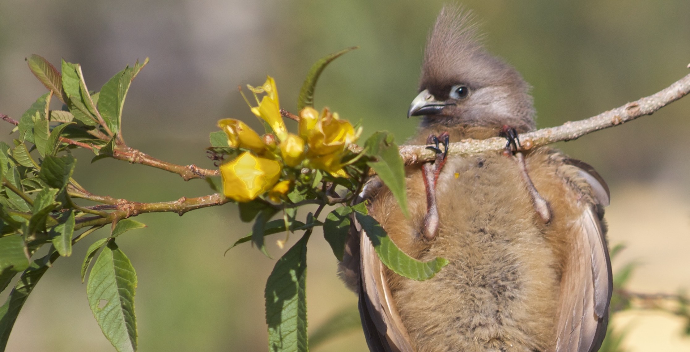 mousebirds