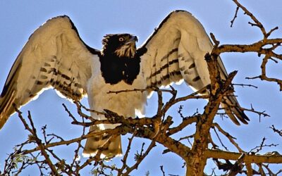 Patience, Feathers and Founders – What Birdwatching Taught Me About Entrepreneurship